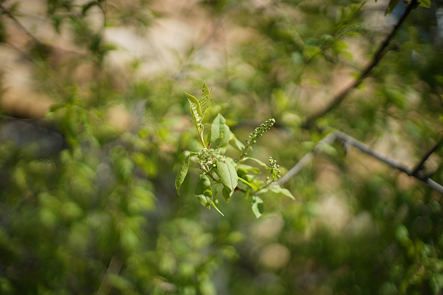 Canon FD 1,2/50mm (Japan, 1989)