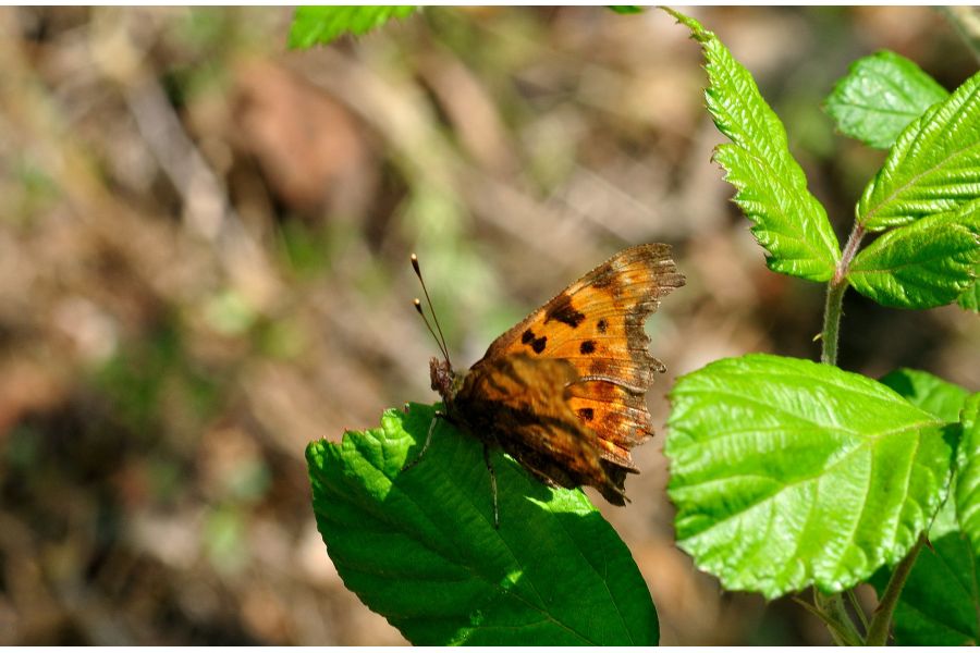 Cosina AF 100-300mm/5.6-6.7 MC Macro (Nikon F)