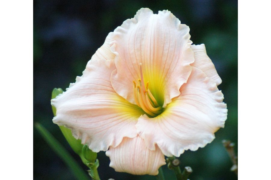 Cosina AF 100-300mm/5.6-6.7 MC Macro (Nikon F)