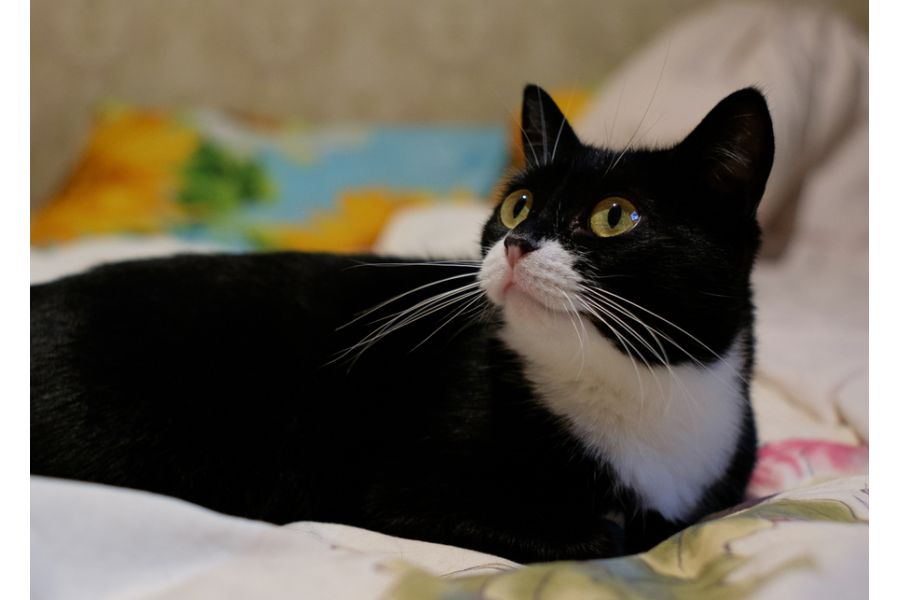 Super-Multi-Coated Takumar 2/35 Asahi Opt. Co. Japan