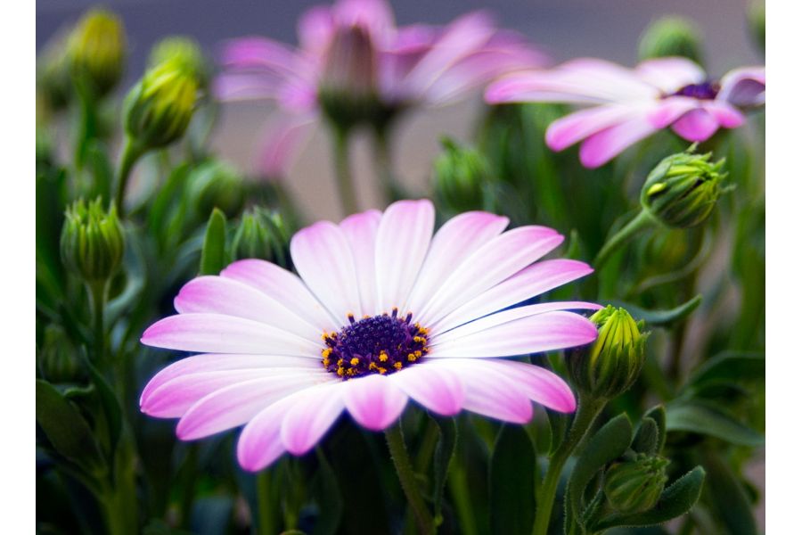 Tokina AF 35-70mm F/3.5-4.6