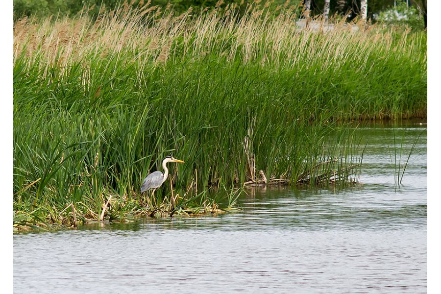 Olympus OM-System Zuiko MC Auto-T 200mm f/4