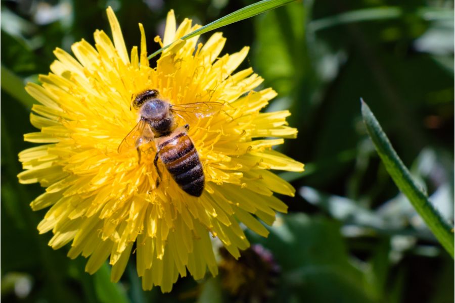 Olympus OM-System Zuiko MC Auto-T 200mm f/4