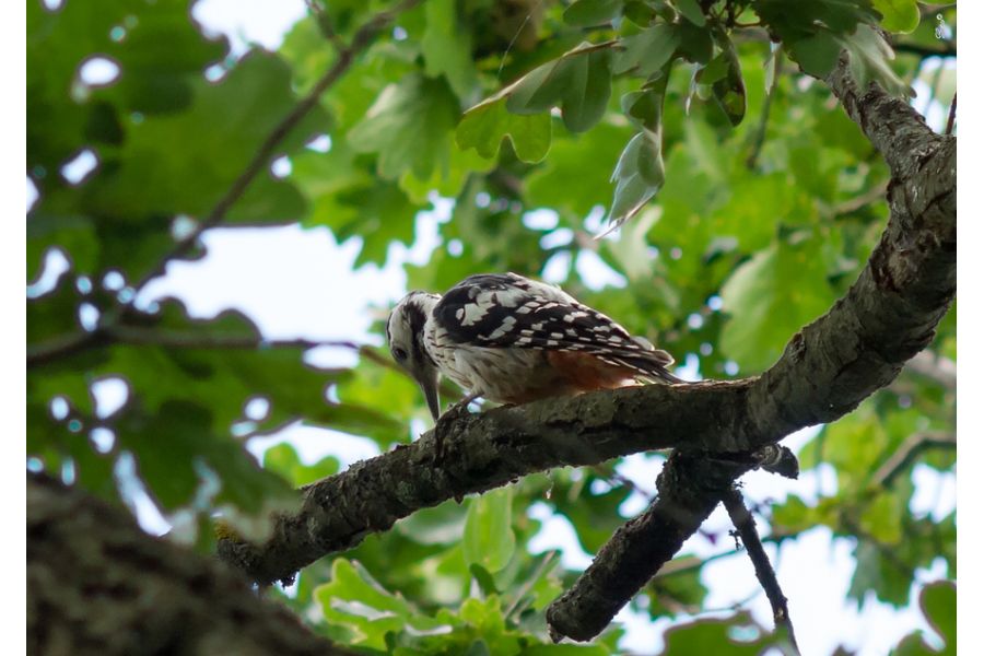 Olympus OM-System Zuiko MC Auto-T 200mm f/4