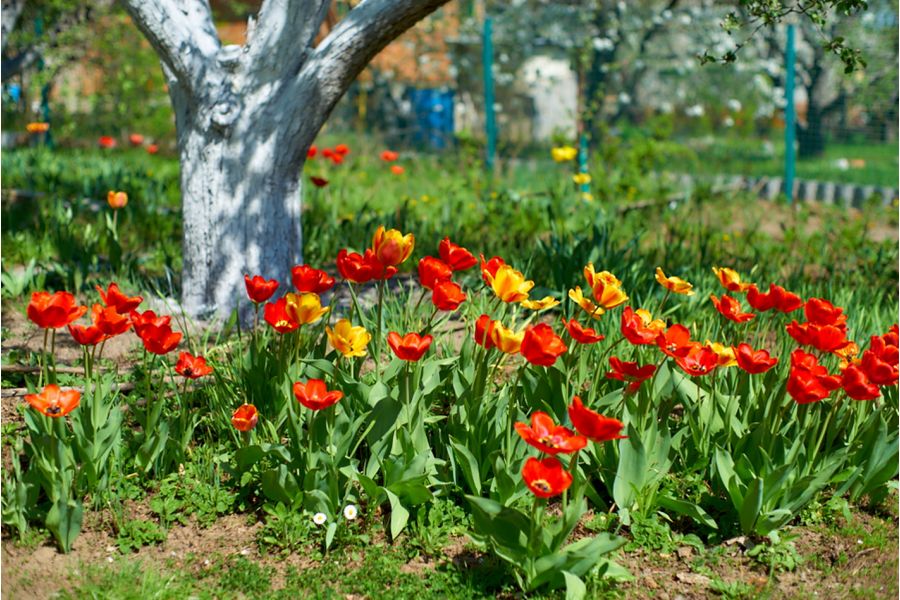 Takumar 1.4/50 SMC для Canon EOS