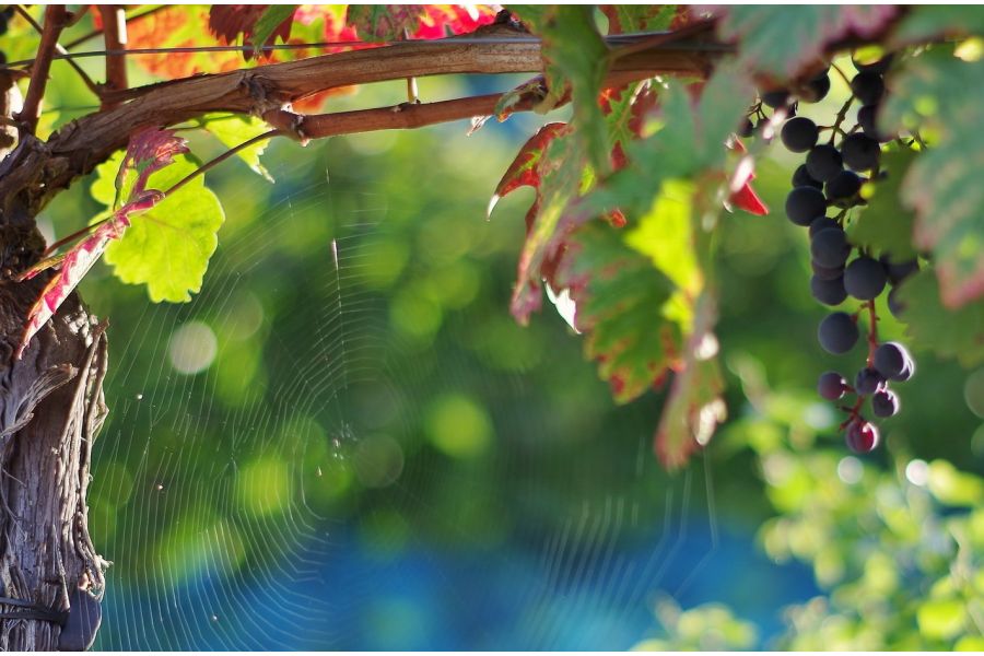 Pentax-DA SMC 50mm f/1.8