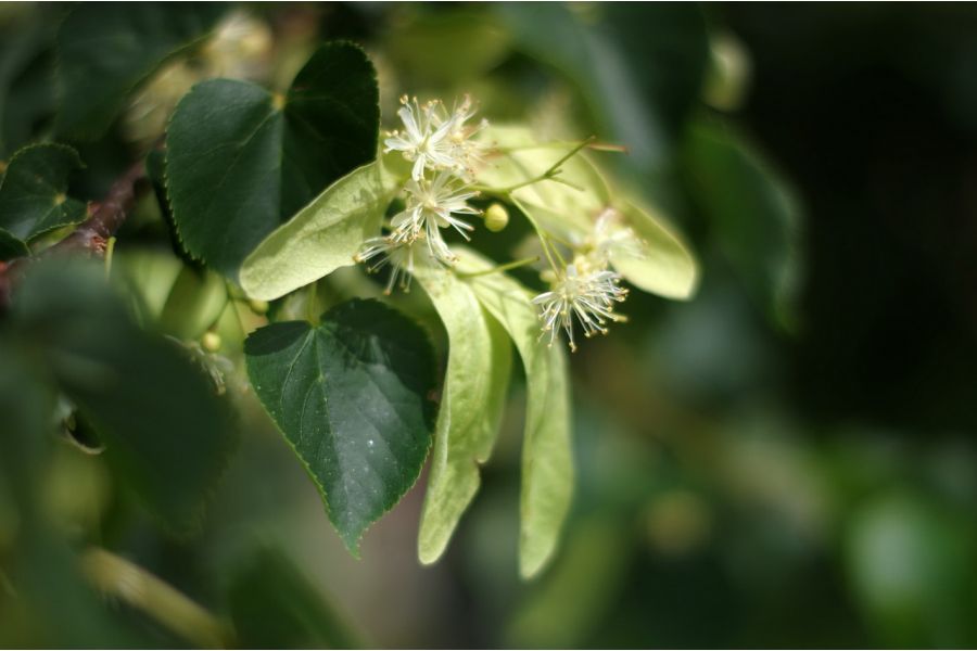 Pentax-DA SMC 50mm f/1.8