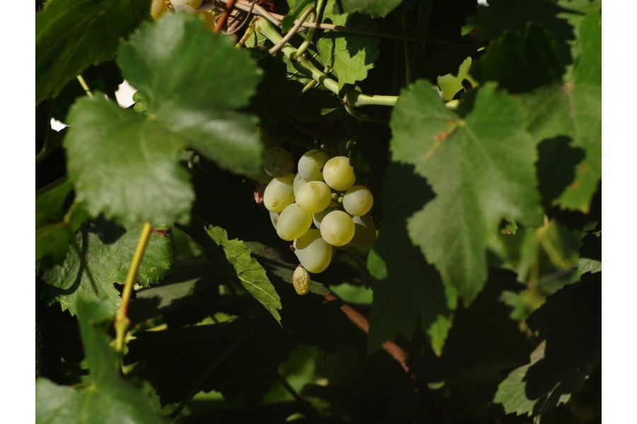 Вега-13М 2,8/100mm