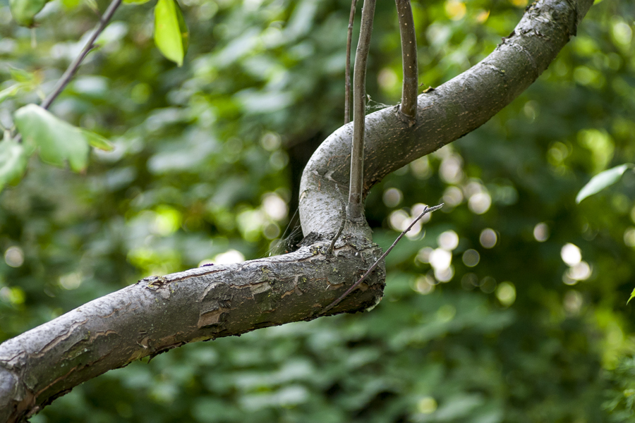 Mamiya/Sekor 1.8/55mm AUTO