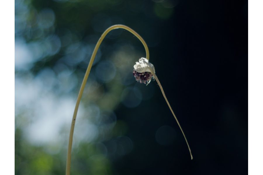 Rokkor 1.7/50mm Minolta MD (Japan, 1973)