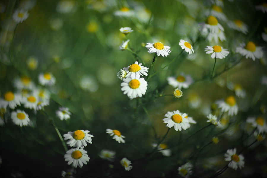 РО108-1 2/9см П 