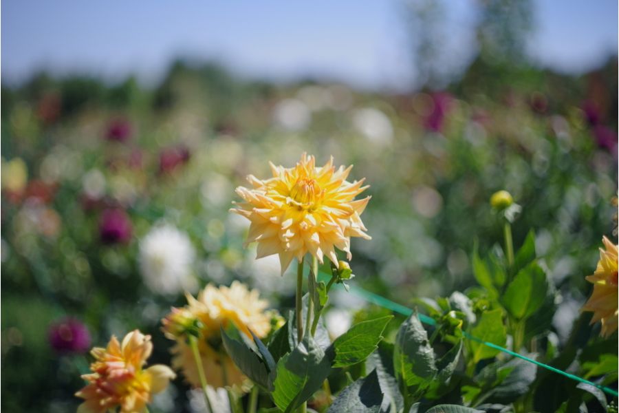 Объектив Pancolar auto 1.8/50 MC Carl zeiss jena DDR