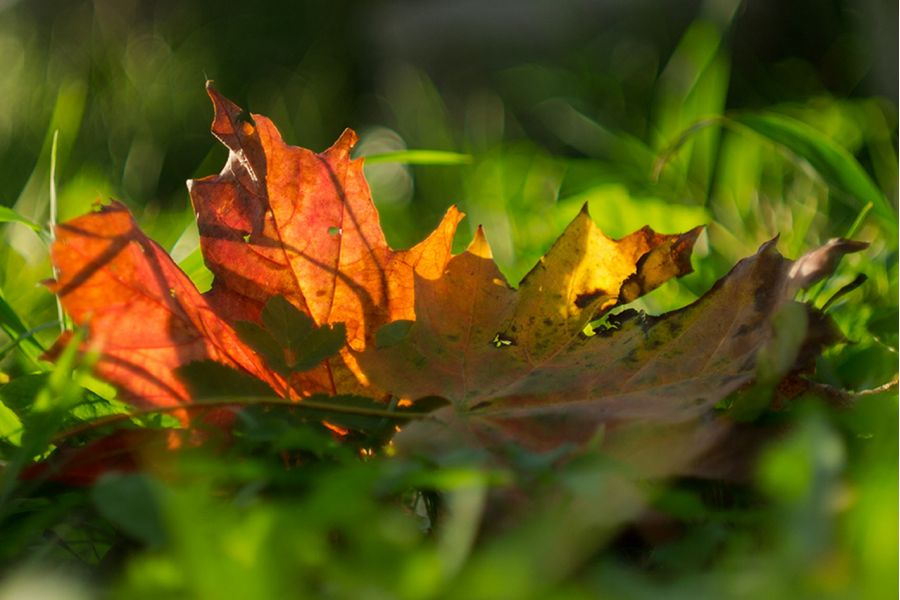 Зенитар-М МС 1,9/50 для Sony Nex