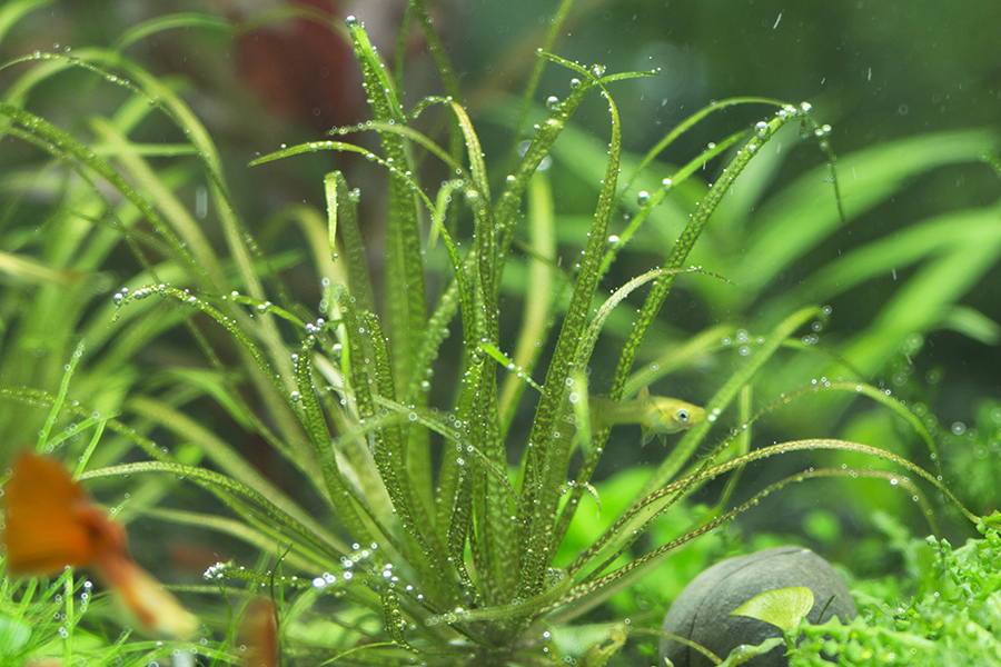 Индустар-51Д (И-51Д) 4,5/210 М42