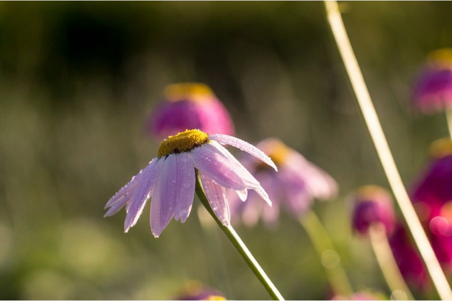 35КП-1,8/120 (СССР, 1986)