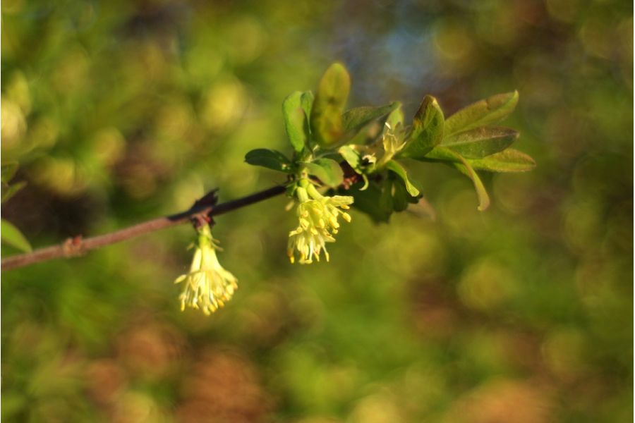Super-Multi-Coated Takumar 2/35 Asahi Opt. Co. Japan б/у