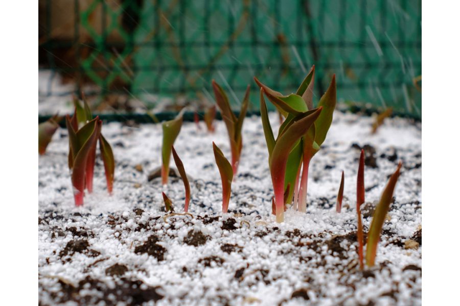 Super-Multi-Coated Takumar 2/35 Asahi Opt. Co. Japan б/у