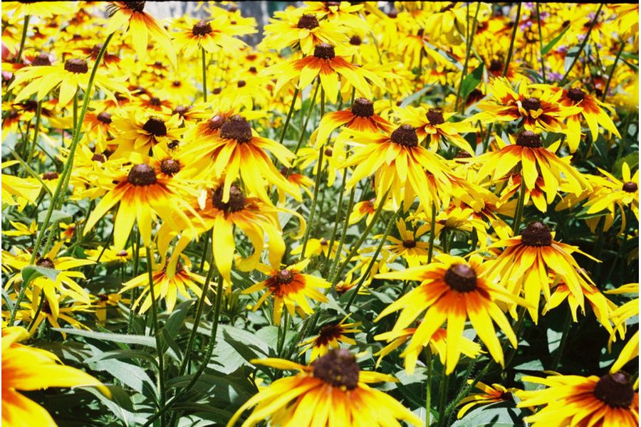 Новый Индустар-26М П 2,8/50 М39 (СССР, 1951 г.)