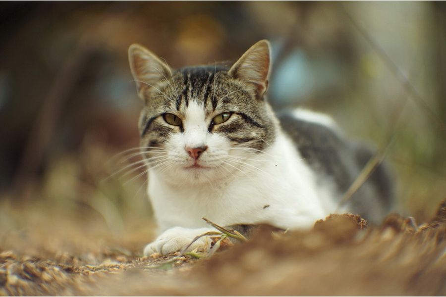 16КП 1,2/50 (СССР, 1986)