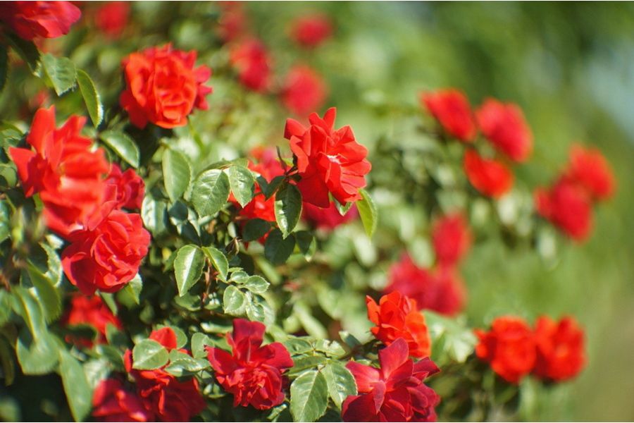 16КП 1,2/50 (СССР, 1986)