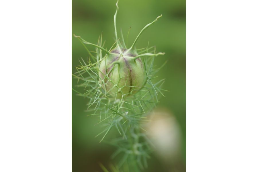 Sigma AF 70-210mm f/3.5-4.5 APO Macro, Pentax K