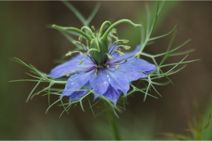 Sigma AF 70-210mm f/3.5-4.5 APO Macro, Pentax K