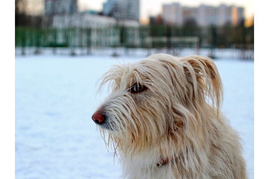 Sigma AF 30mm f/2.8 DN Art Sony E в упаковке