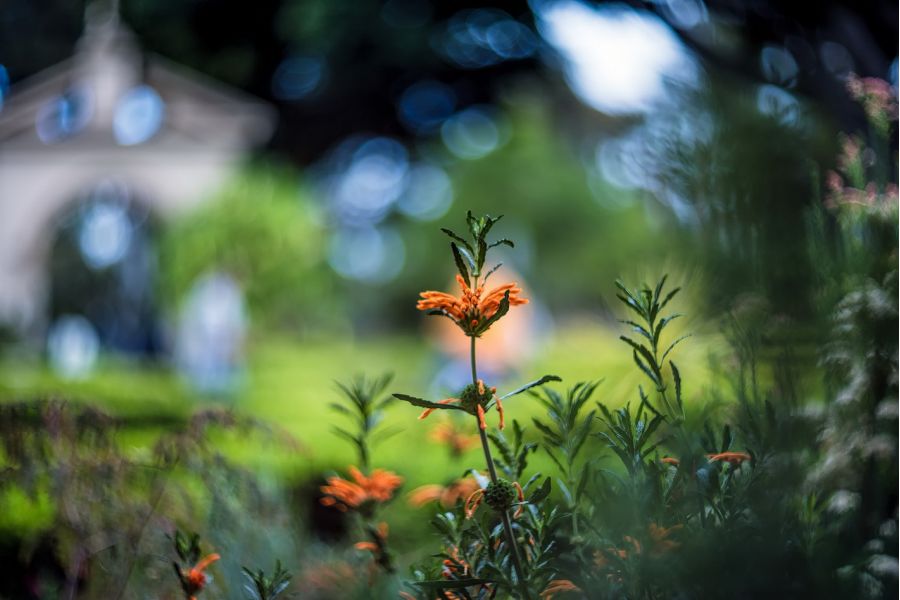 Гелиос-40-2 1,5/85 М42 (КМЗ, 1986)