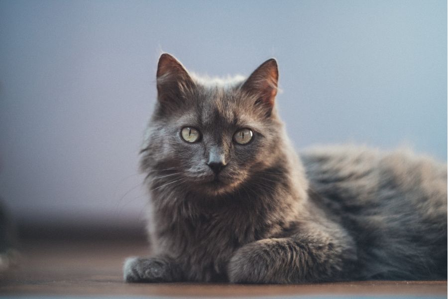 Гелиос-40-2 1,5/85 М42 (КМЗ, 1986)