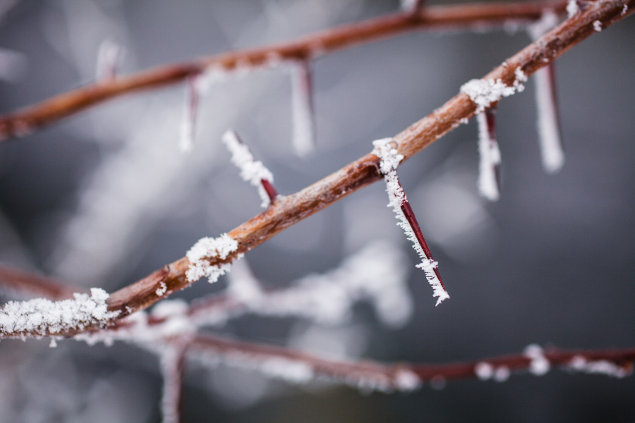 Sigma 50mm f/2.8 Macro for Canon EF