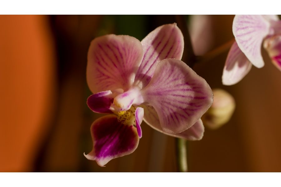 Sigma 50mm f/2.8 Macro for Canon EF