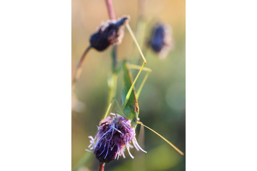 Sigma 50mm f/2.8 Macro for Canon EF