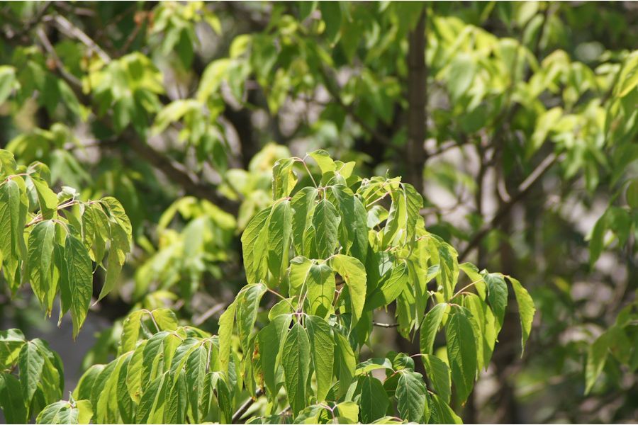 Tamron SP 60-300mm f/3.8-5.4 for Nikon F