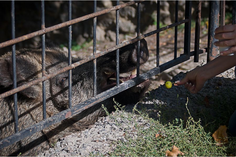 Tamron SP 60-300mm f/3.8-5.4 for Nikon F