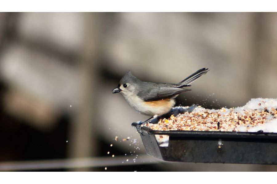 Yashica MC Zoom 75-200mm f/4.5 Macro (Japan)