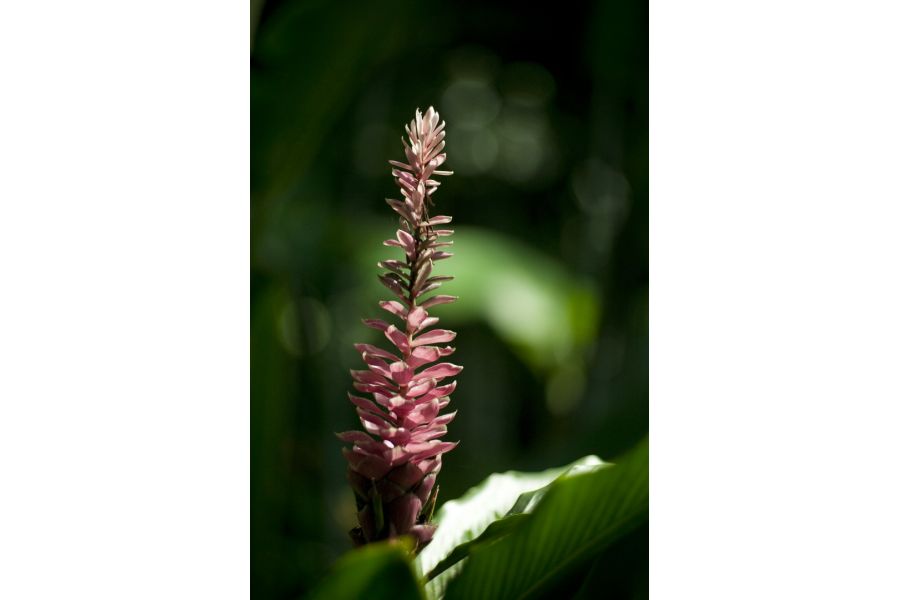 Объектив мануальный Таир-11А 2,8/135 (КМЗ, 1980г)