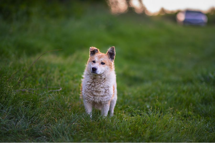 Samyang 85mm T1.5 AS IF UMC II 