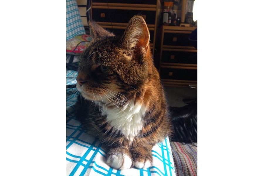 Soligor MC 37-105mm f/3.5 Zoom-Macro