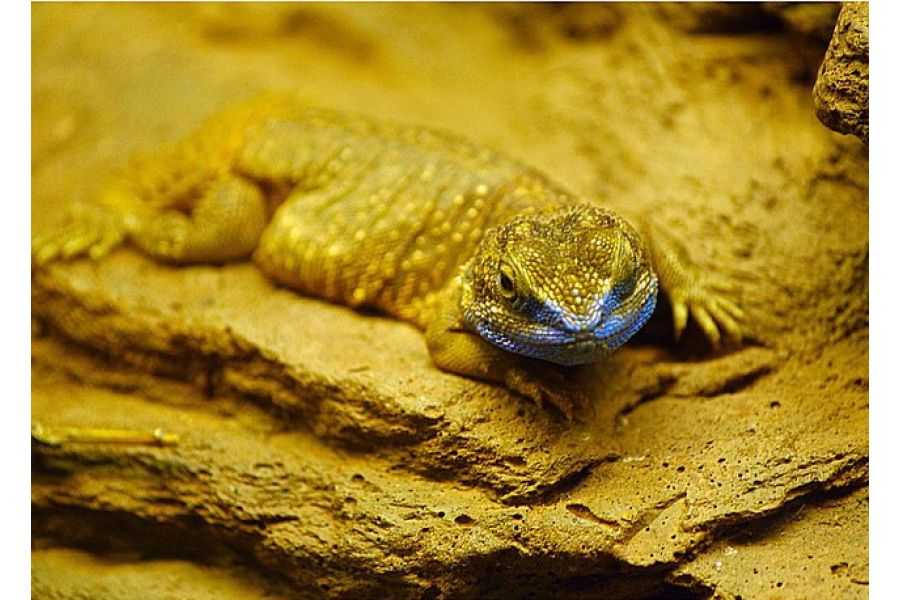 Soligor MC 37-105mm f/3.5 Zoom-Macro