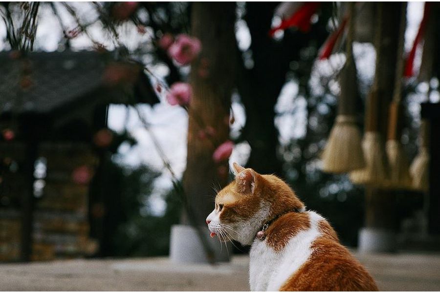 Юпитер-9 2/85 конвас (СССР, 1963)