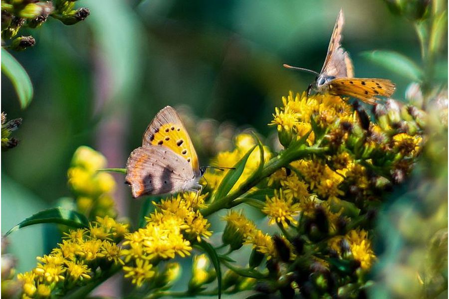 Юпитер-9 2/85 конвас (СССР, 1963)