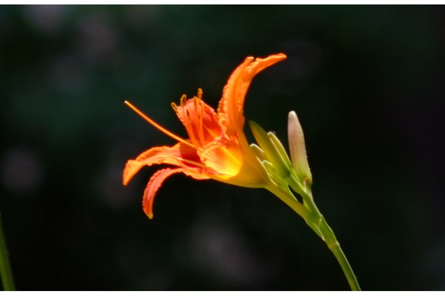 Tele-Takumar 300mm f/6.3