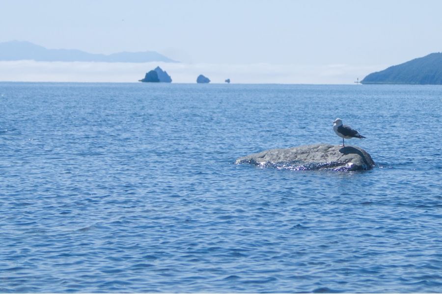 Minolta AF Zoom Macro 28-80mm 3.5(22)-5.6D