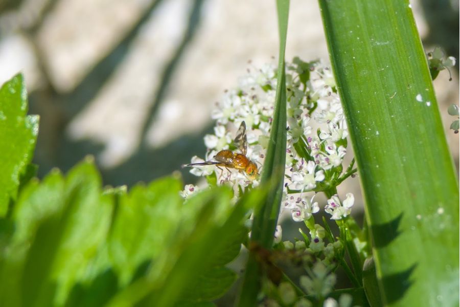 Minolta AF Zoom Macro 28-80mm 3.5(22)-5.6D