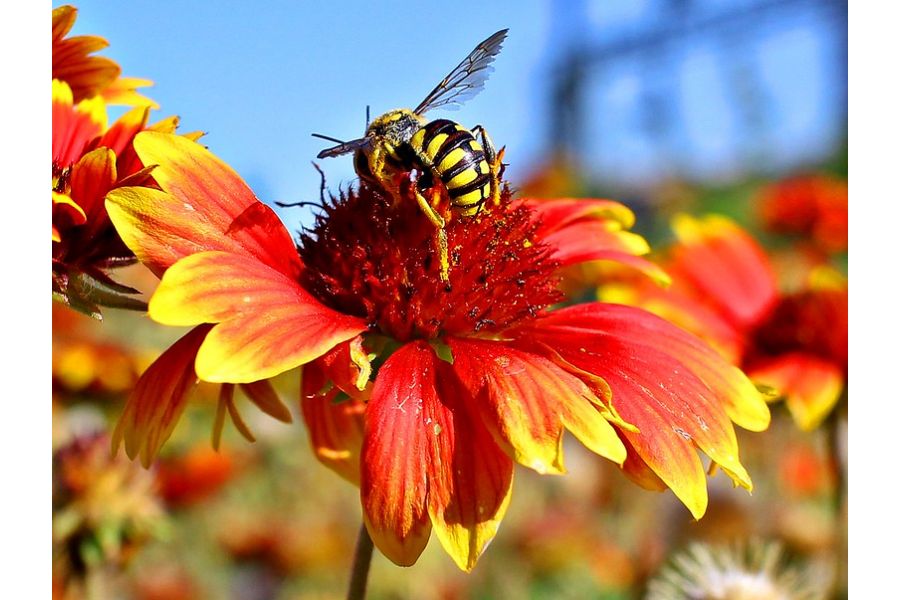 Canon EF-M 22mm f/2 STM