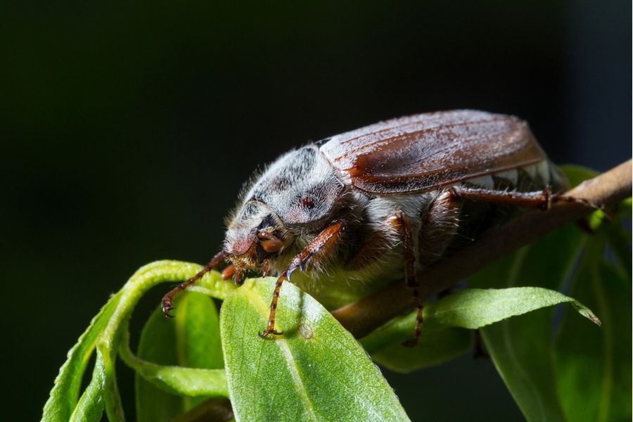 Sigma AF 105mm f/2.8 EX DG Macro Canon EF в упаковке