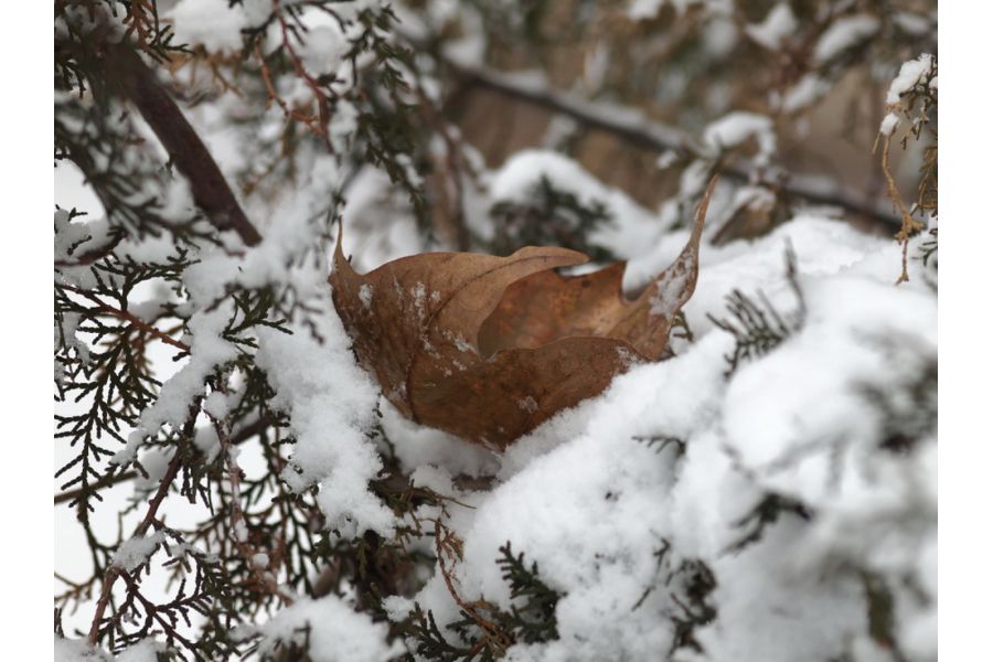 Sigma AF 105mm f/2.8 EX DG Macro Canon EF в упаковке