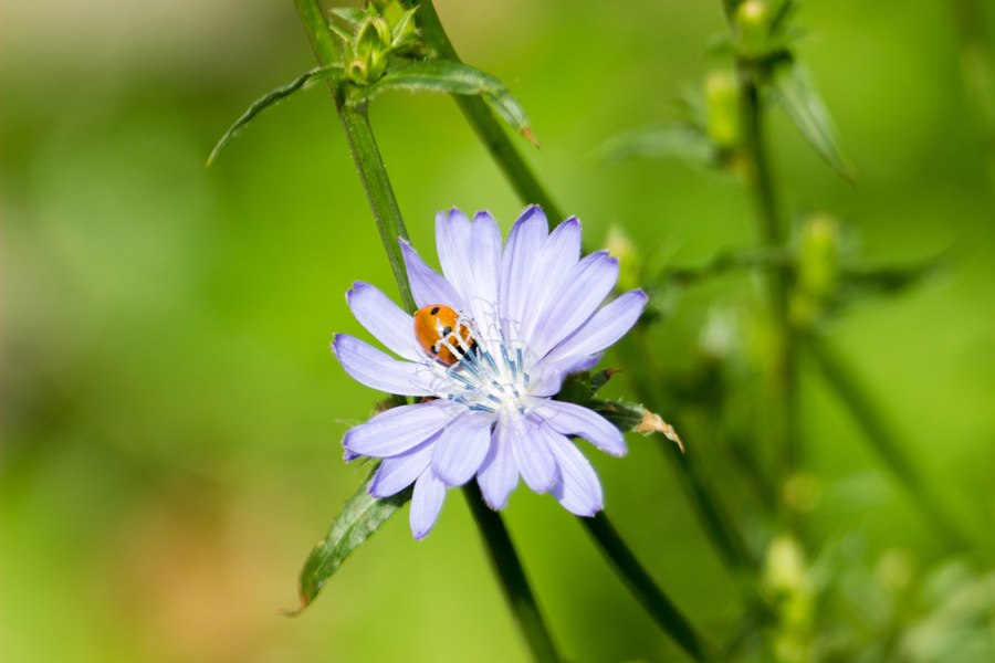 Индустар-55-У 4,5/140 (СССР, 1961 г.)