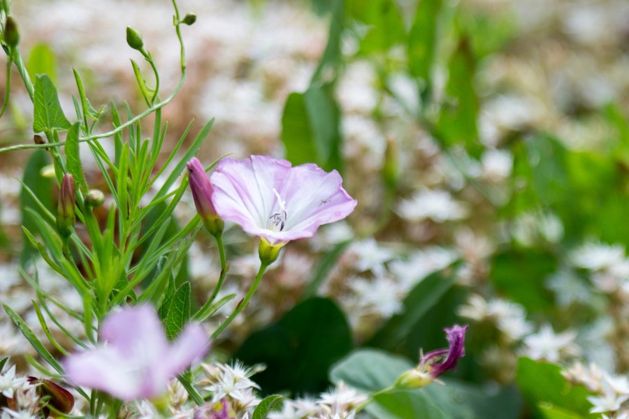 Индустар-55-У 4,5/140 (СССР, 1961 г.)