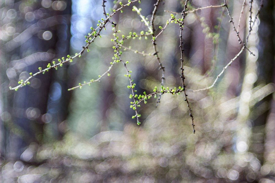 Индустар-55-У 4,5/140 (СССР, 1961 г.)